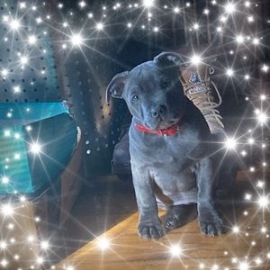 Meet your Posher, Jane